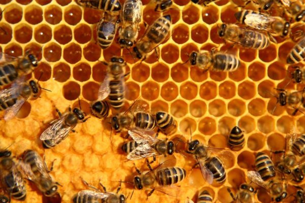 Vírus enfraquecem rainhas e colocam colônias de abelhas em risco. (Imagem: Getty Images/ Canva Pro)