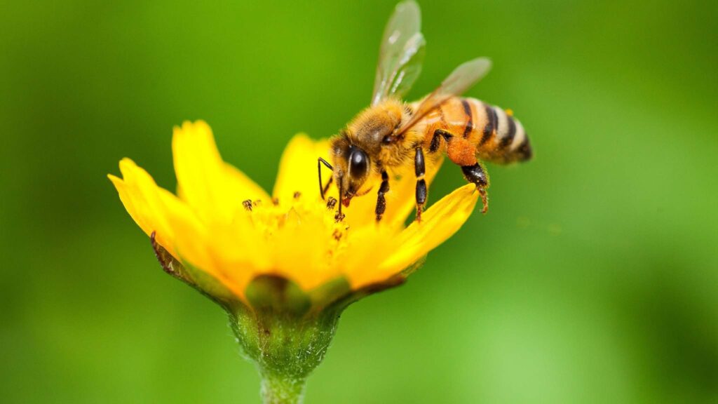 Supersedição das rainhas aumenta mortes em colmeias canadenses. (Imagem: Getty Images/ Canva Pro)
