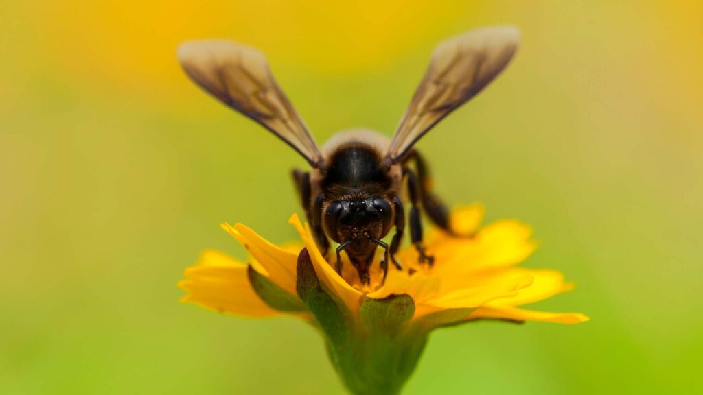 Controle do ácaro varroa é chave para proteger colônias de abelhas. (Imagem: Getty Images/ Canva Pro)