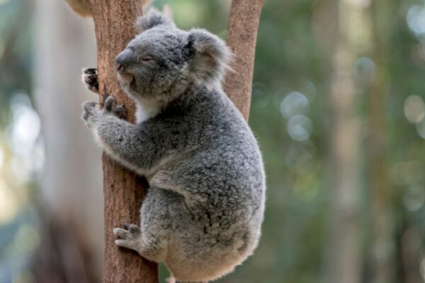IA mapeia sons de mamíferos e revoluciona conservação australiana. (Imagem: Getty Images/ Canva Pro)