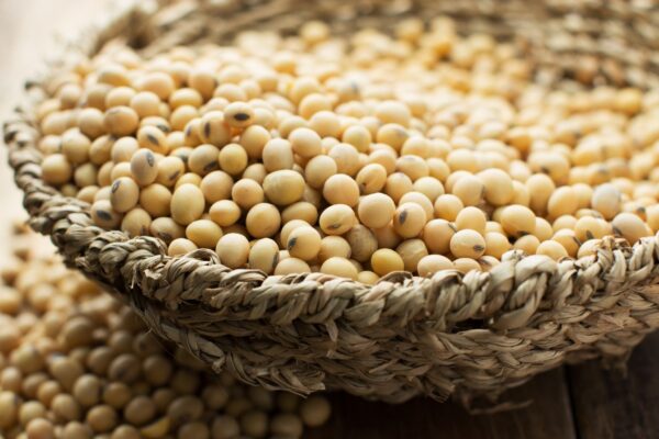 Soja é a leguminosa mais rica em proteínas vegetais. (Foto: Pexels via Canva)