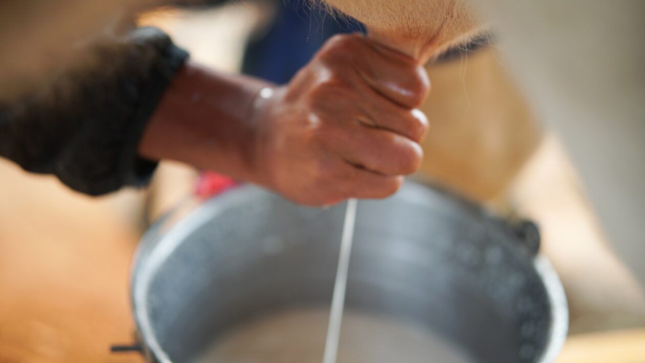 Leite cru pode transmitir bactérias resistentes e afetar sua saúde. (Imagem: Getty Images/ Canva Pro)