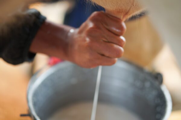Leite cru pode transmitir bactérias resistentes e afetar sua saúde. (Imagem: Getty Images/ Canva Pro)