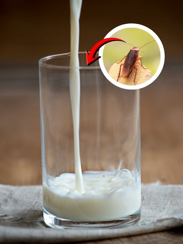 Leite de barata mostra alto poder nutricional