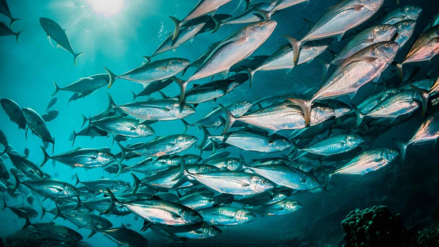 Novo estudo sobre oceanos revela peixes vivendo muito além de seus ...