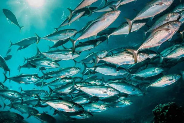 DNA ambiental revela peixes vivendo além dos habitats conhecidos (Imagem: Getty Images/ Canva Pro)
