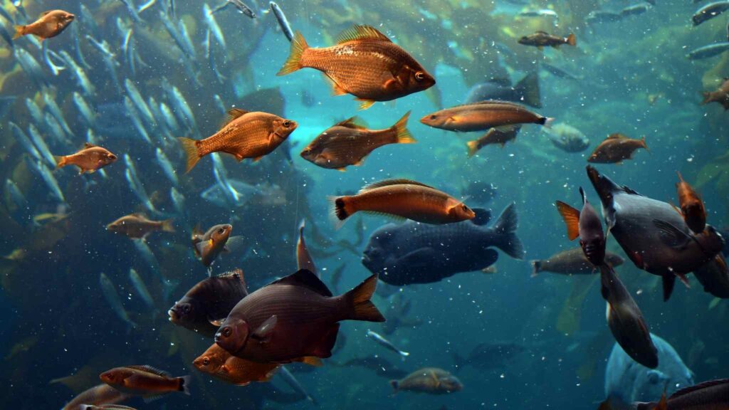 Mapa genético dos oceanos expõe segredos ocultos da vida marinha (Imagem: Getty Images/ Canva Pro)