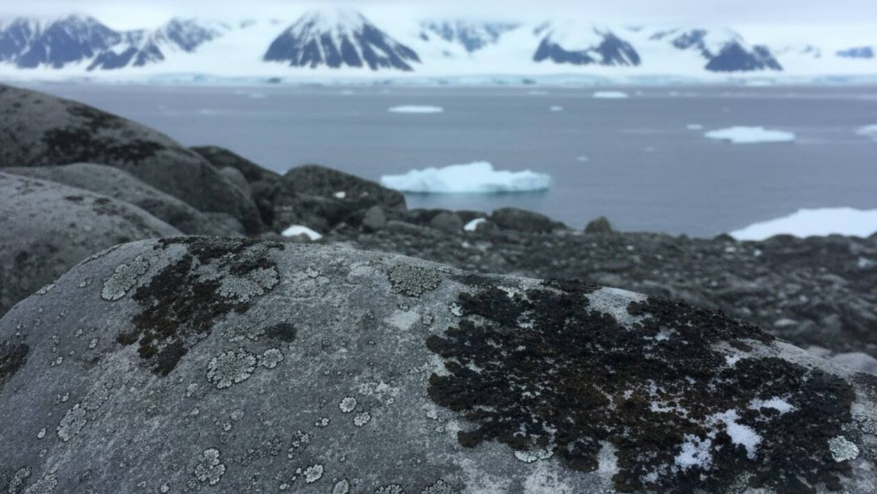 Líquens escuros causam subestimação da vegetação na Antártica. (Imagem: Gerada por IA/ Gemini)