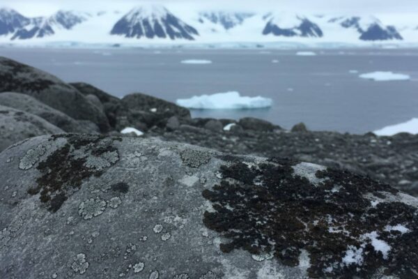 Líquens escuros causam subestimação da vegetação na Antártica. (Imagem: Gerada por IA/ Gemini)