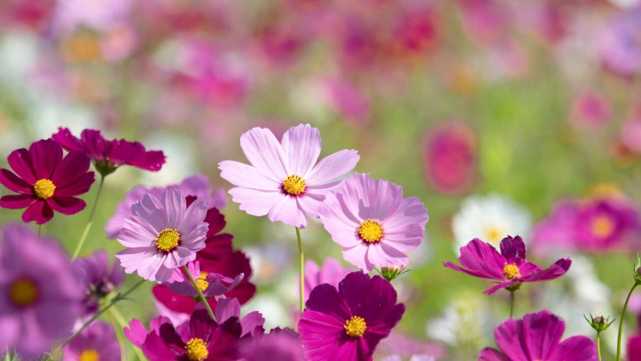 Plantas usam um “interruptor” molecular para atrasar a floração. (Imagem: Getty Images/ Canva Pro)