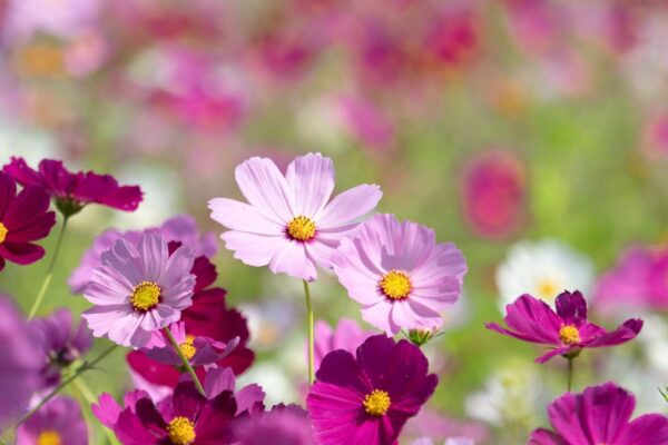 Plantas usam um “interruptor” molecular para atrasar a floração. (Imagem: Getty Images/ Canva Pro)
