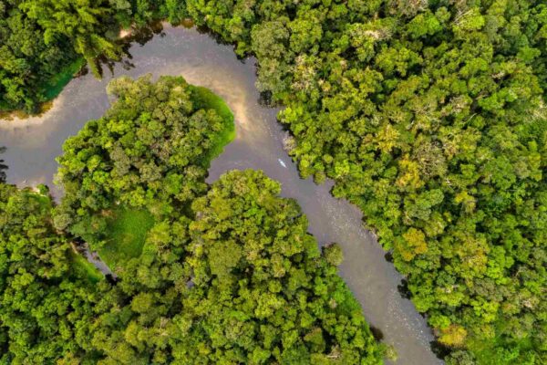 Crise oculta ameaça metas ambientais e expõe o fracasso da conservação (Imagem: Getty Images/ Canva Pro)