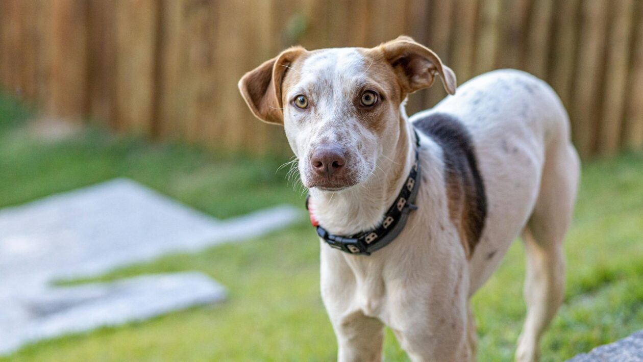 Inscrição gratuita garante chip e “RG animal” para pets. (Foto: Pexels via Canva)