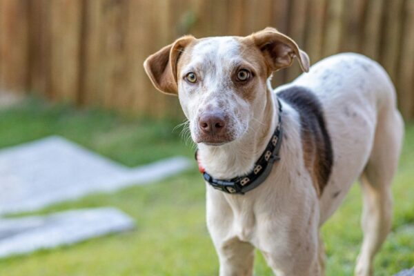 Inscrição gratuita garante chip e “RG animal” para pets. (Foto: Pexels via Canva)