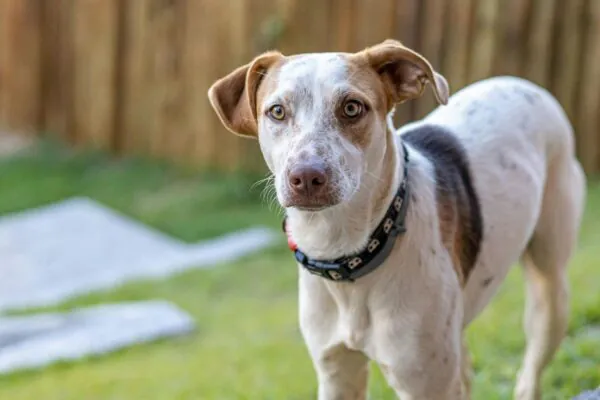 Inscrição gratuita garante chip e “RG animal” para pets. (Foto: Pexels via Canva)
