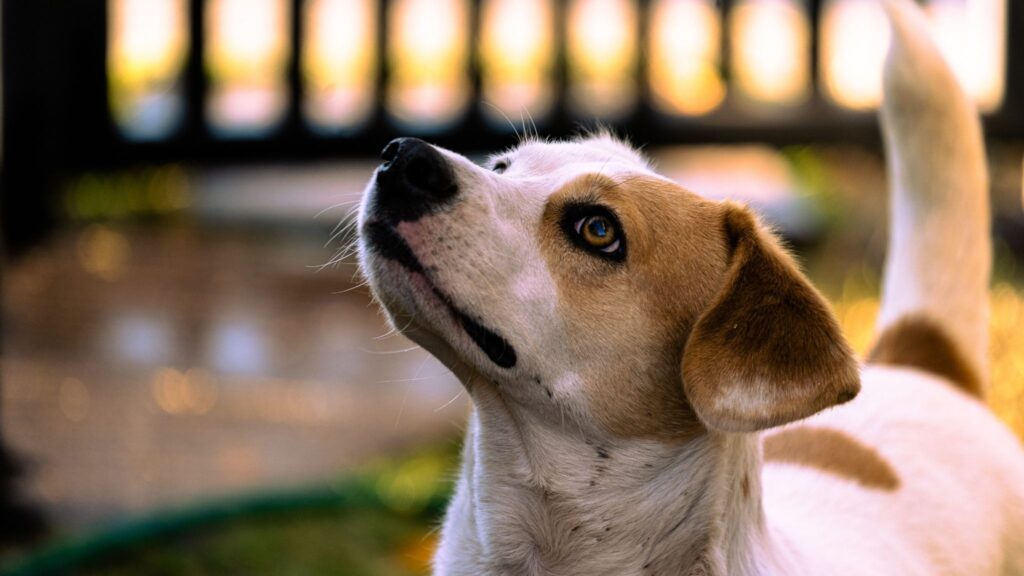 Microchip ajuda a prevenir abandono e localizar animais. (Foto: Pexels via Canva)