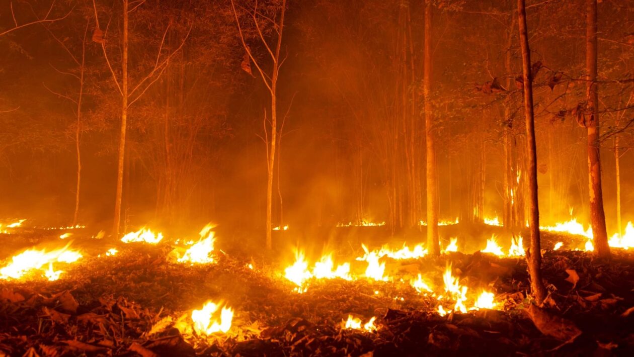 Mudanças climáticas vão multiplicar incêndios florestais até 2100 (Imagem: Getty Images/ Canva Pro)