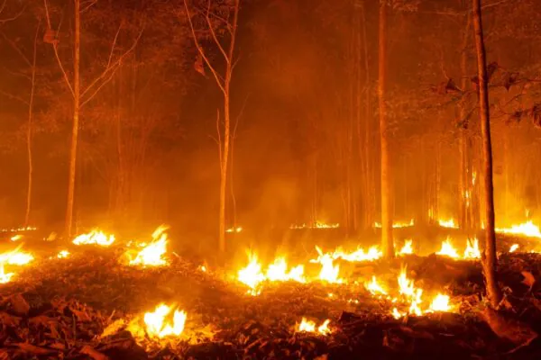 Mudanças climáticas vão multiplicar incêndios florestais até 2100 (Imagem: Getty Images/ Canva Pro)
