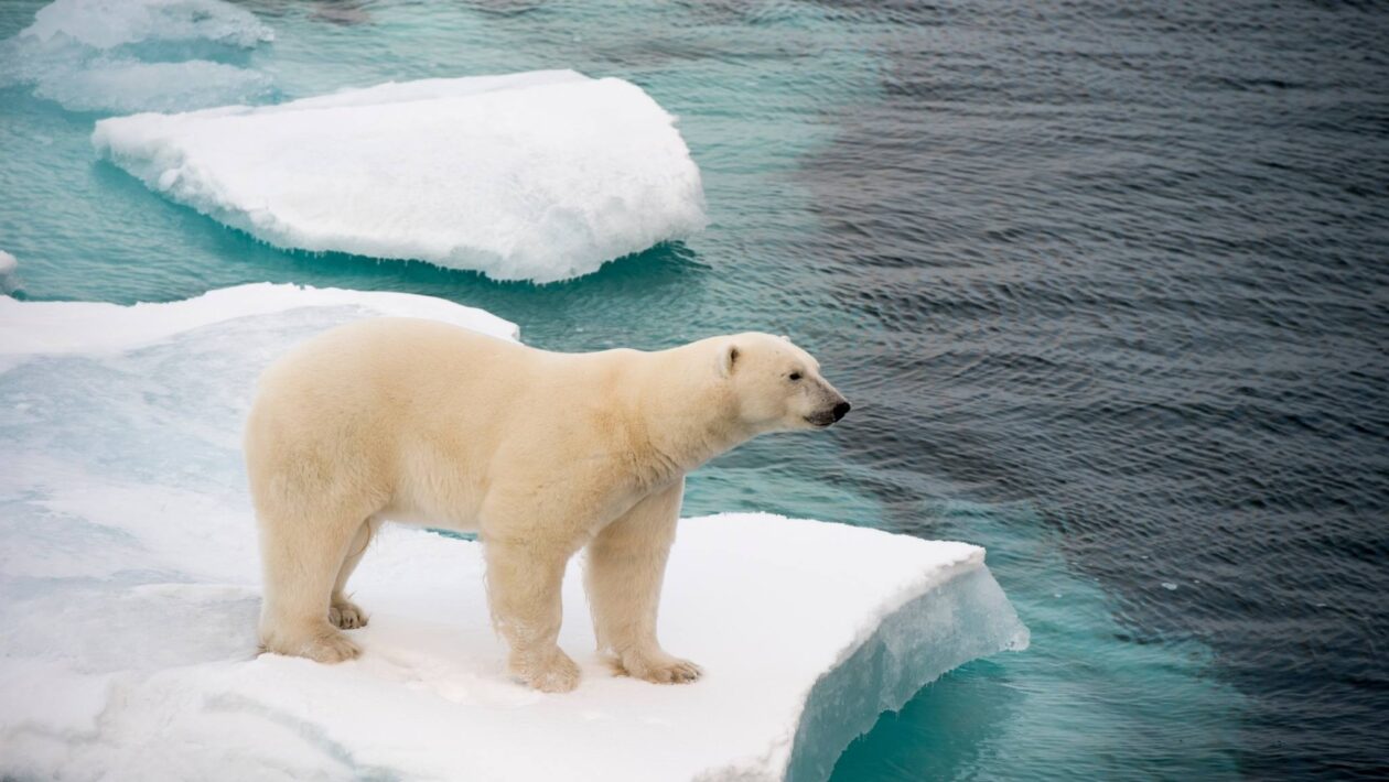 Aquecimento polar ameaça a saúde global e acelera crises sanitárias (Imagem: Getty Images/ Canva Pro)