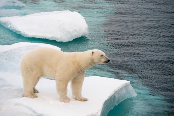 Aquecimento polar ameaça a saúde global e acelera crises sanitárias (Imagem: Getty Images/ Canva Pro)