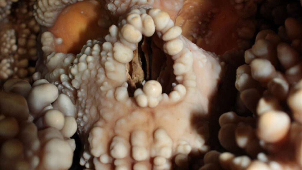 Fóssil de Altamura ajuda a entender rosto e nariz dos Neandertais (Imagem: Projeto KARST PRIN)