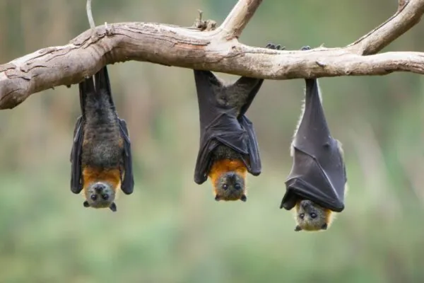 Cientistas identificam novo coronavírus em morcegos brasileiros. (Foto: Getty Images via Canva)