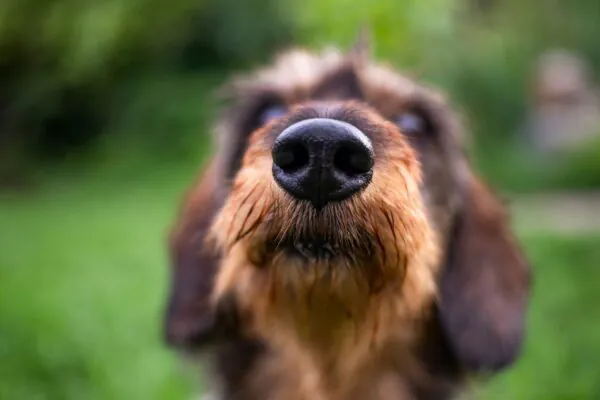 Envelhecimento afeta a precisão do faro nos cães. (Foto: AleksStudio via Canva)