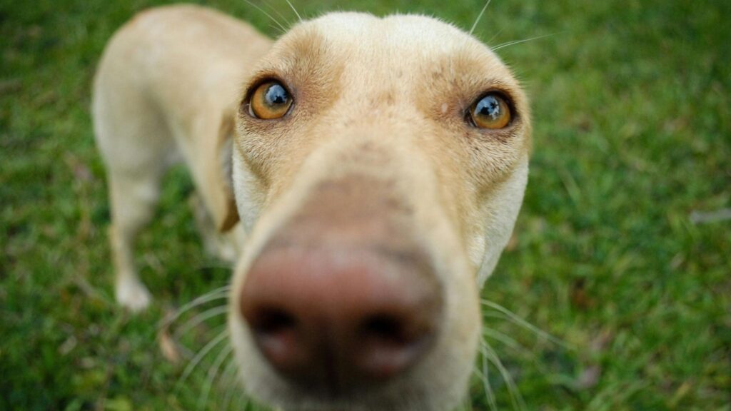 Pesquisa revela queda gradual do faro ao longo da idade. (Foto: Pexels via Canva)