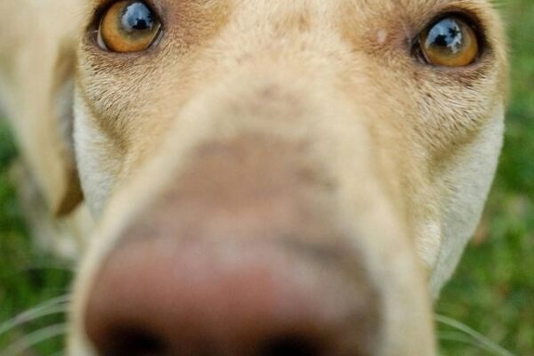 olfato dos cães detecta câncer