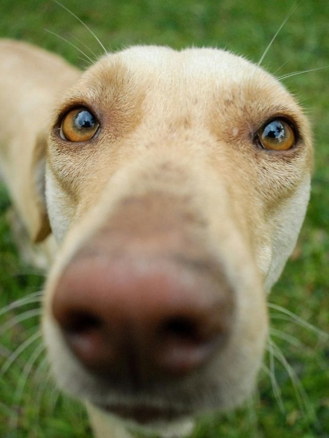 Faro dos cães identifica câncer antes dos sintomas