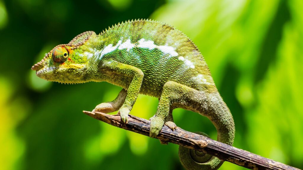 Olhos móveis de camaleão revelam segredo anatômico milenar. (Imagem: Getty Images/ Canva Pro)
