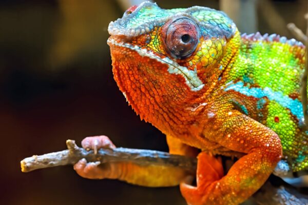 Nervos ópticos espiralados permitem visão incrível nos camaleões. (Imagem: Getty Images/ Canva Pro)