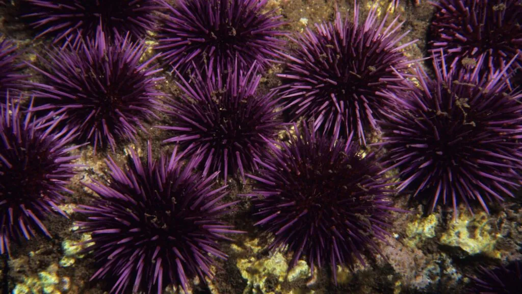 Aquecimento oceânico subletal ameaça equilíbrio das florestas de algas. (Imagem: Getty Images/ Canva Pro)