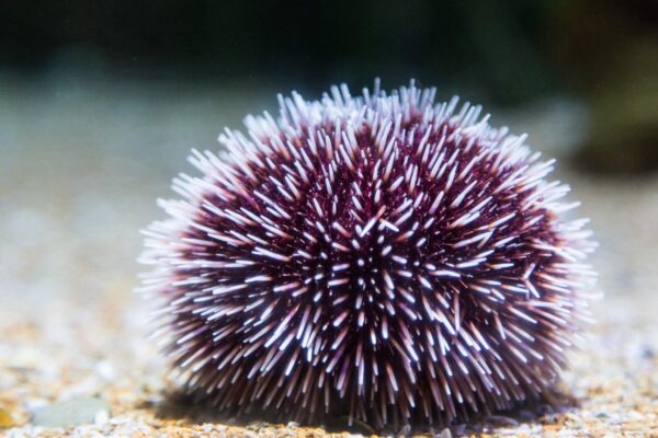 Ondas de calor moderadas já prejudicam reprodução de ouriços-do-mar. (Imagem: Getty Images/ Canva Pro)