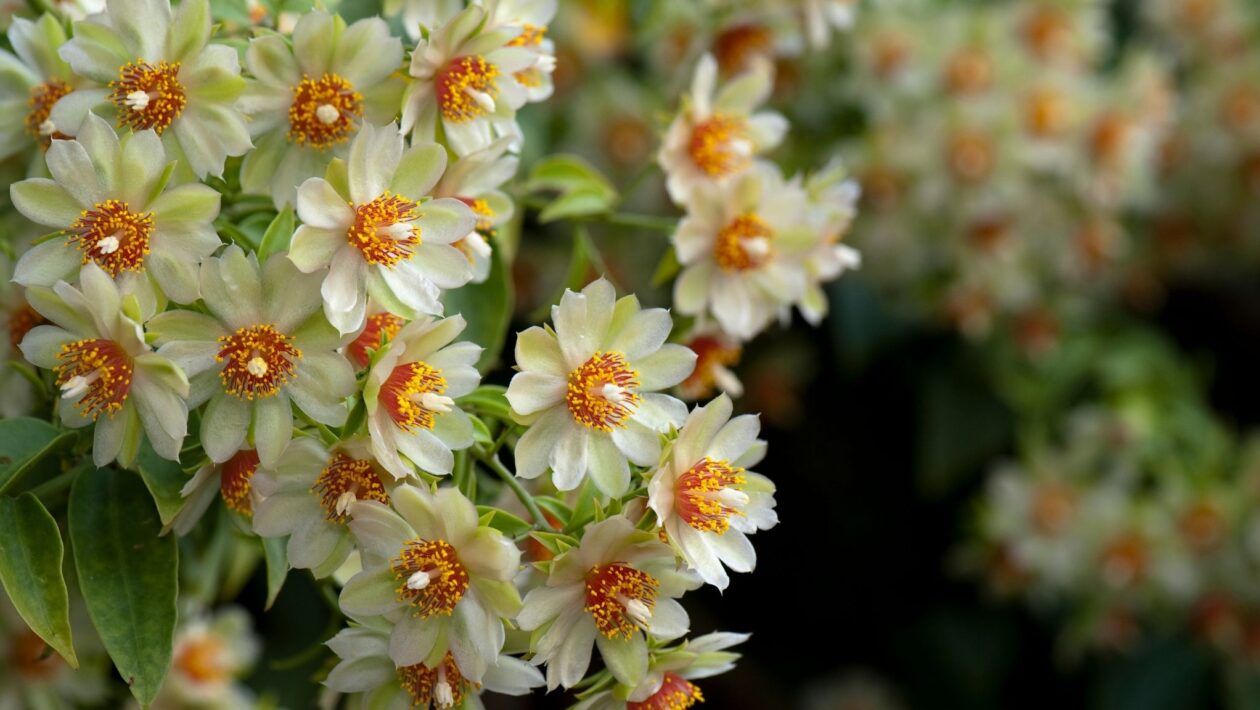 Ora-pro-nóbis tem mais ferro que o espinafre. (Foto: Getty Images via Canva)