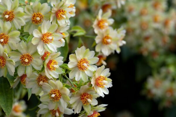 Ora-pro-nóbis tem mais ferro que o espinafre. (Foto: Getty Images via Canva)