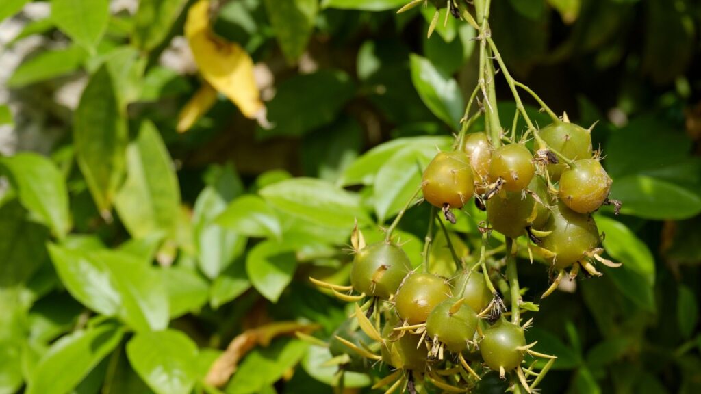 Folha rica em proteína é conhecida como “carne vegetal”. (Foto: Getty Images via Canva)