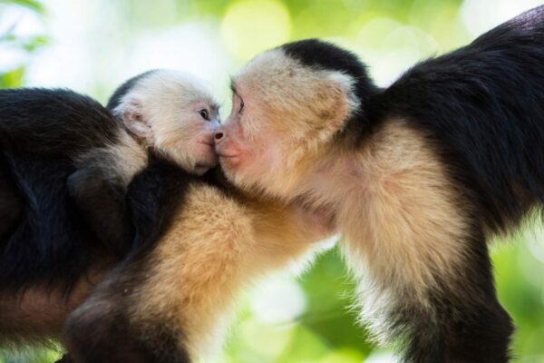 Estudo de Oxford revela que beijo surgiu há mais de 20 milhões de anos (Imagem: Getty Images/ Canva Pro)