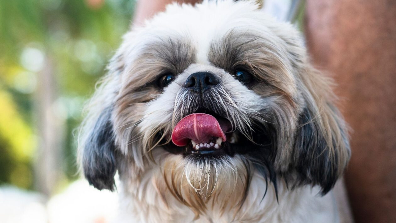 Treinamento adequado reduz medo e melhora a segurança do cão. (Foto: Getty Images via Canva)
