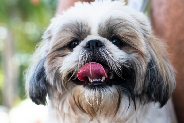 Treinamento adequado reduz medo e melhora a segurança do cão. (Foto: Getty Images via Canva)