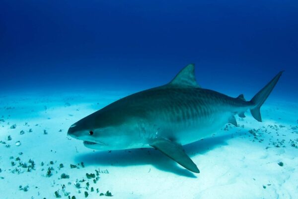 Boas práticas de pesca garantem alta sobrevivência de tubarões (Imagem: Getty Images/ Canva Pro)