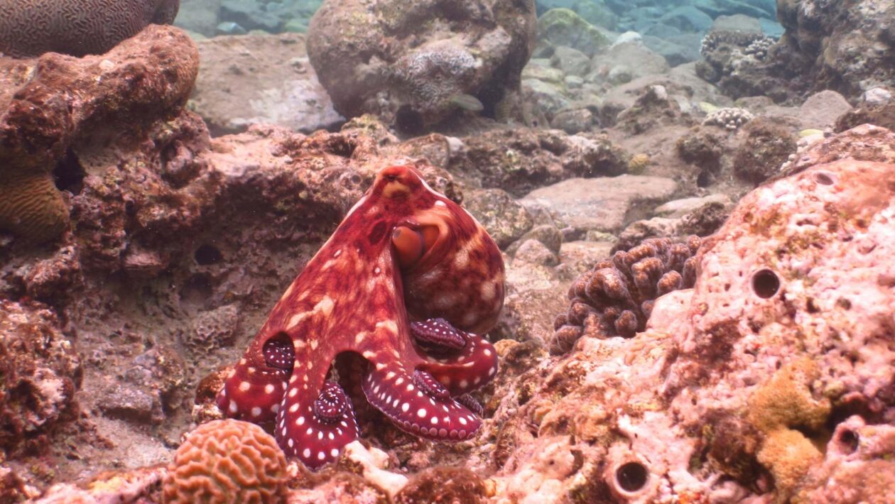 Pigmento do polvo agora pode ser produzido em laboratório em massa (Imagem: Getty Images/ Canva Pro)