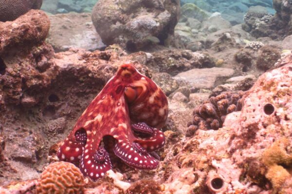 Pigmento do polvo agora pode ser produzido em laboratório em massa (Imagem: Getty Images/ Canva Pro)