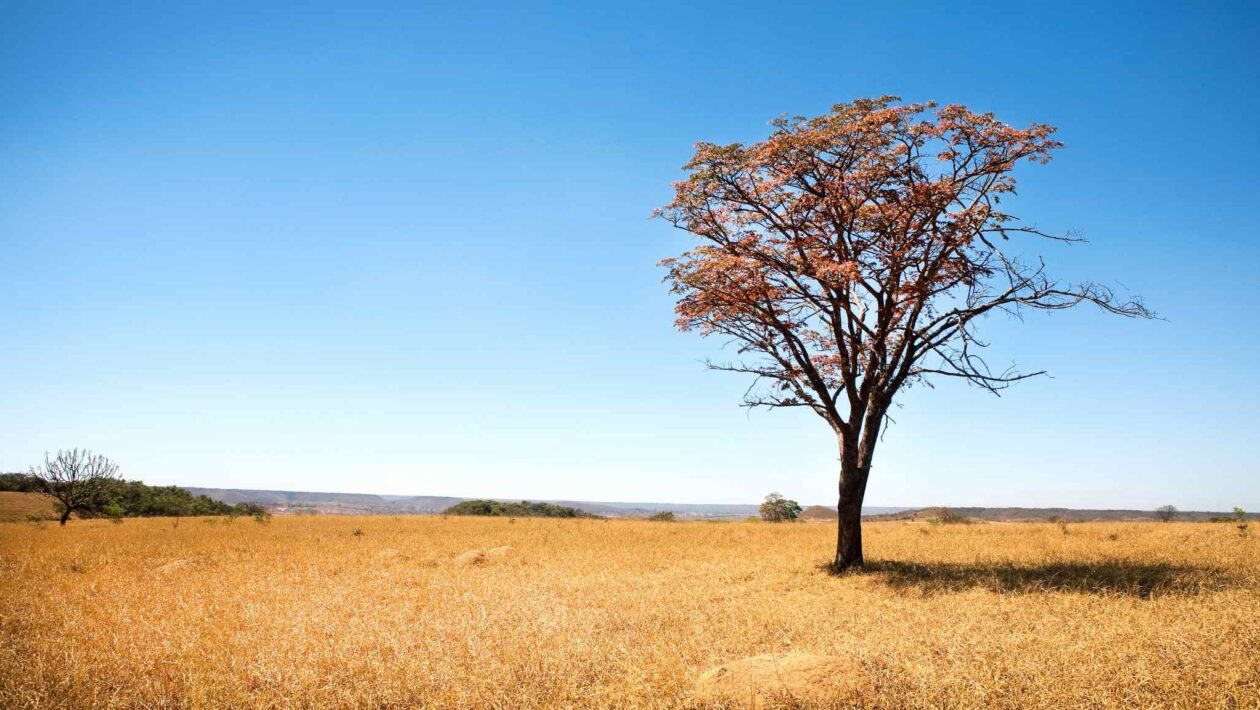 Mudanças climáticas podem reduzir 64% das plantas medicinais do Cerrado. (Imagem: Getty Images/ Canva Pro)