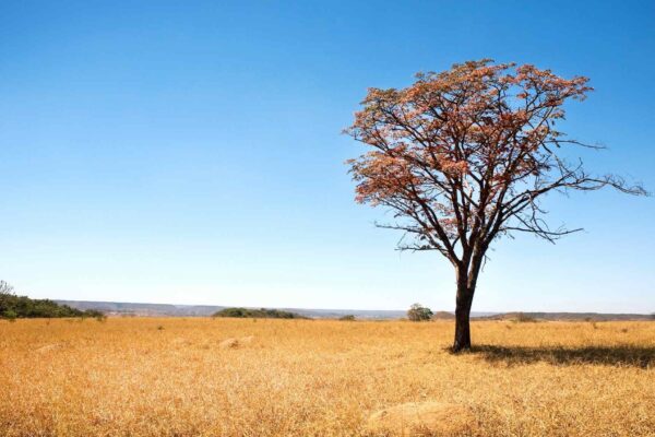 Mudanças climáticas podem reduzir 64% das plantas medicinais do Cerrado. (Imagem: Getty Images/ Canva Pro)