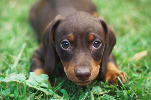 Choro do filhote pode indicar insegurança ou necessidade. (Foto: Pixabay via Canva)