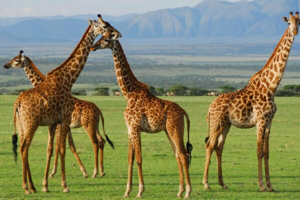 As longas pernas das girafas ajudam a economizar energia vital (Imagem: Getty Images/ Canva Pro)