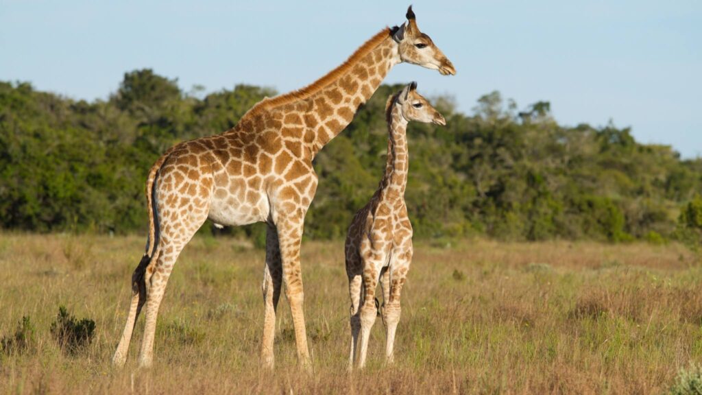 Girafas: pernas compridas são o verdadeiro segredo da sobrevivência (Imagem: Getty Images/ Canva Pro)