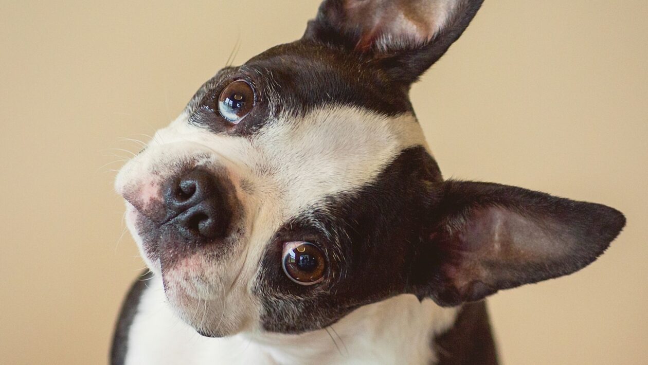 Cachorro inclina a cabeça para ouvir melhor sons e vozes. (Foto: Getty Images via Canva)