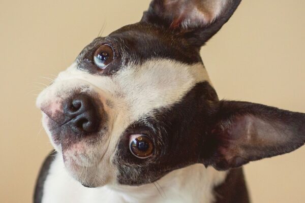 Cachorro inclina a cabeça para ouvir melhor sons e vozes. (Foto: Getty Images via Canva)